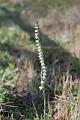 orchidea spiranthes spiralis